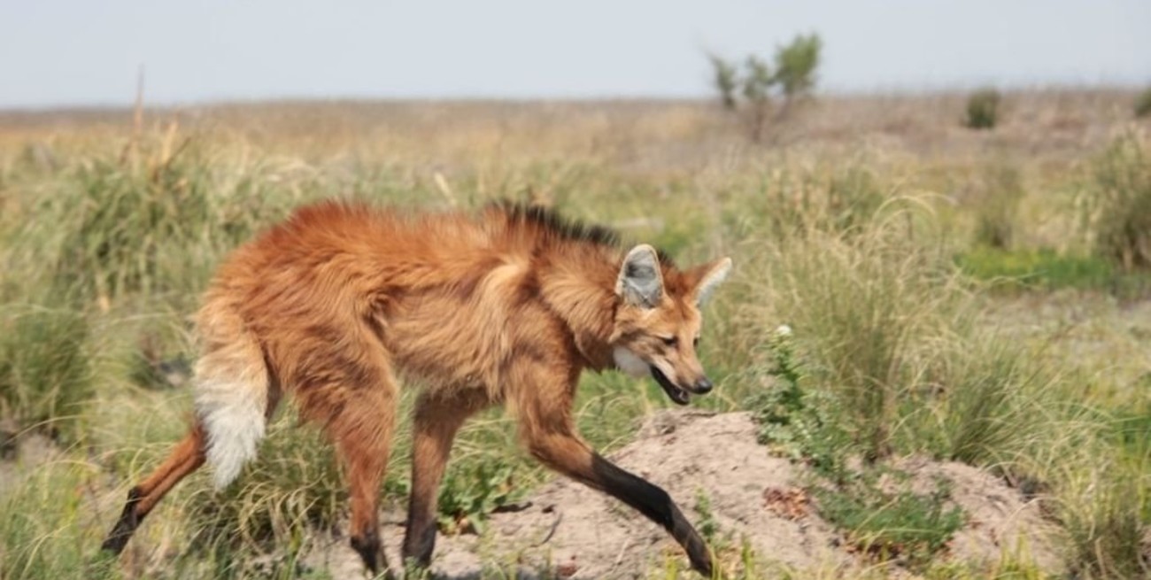 Animales silvestres: por qué no hay que tenerlos como mascotas