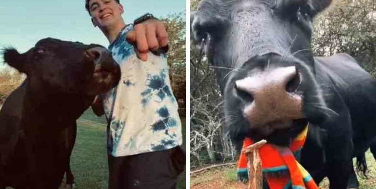 "Clota", la vaca que es furor en TikTok