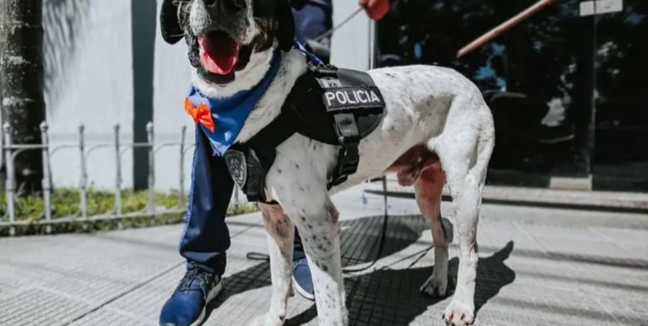 Se jubiló "Falopa", el perro policía de Jujuy