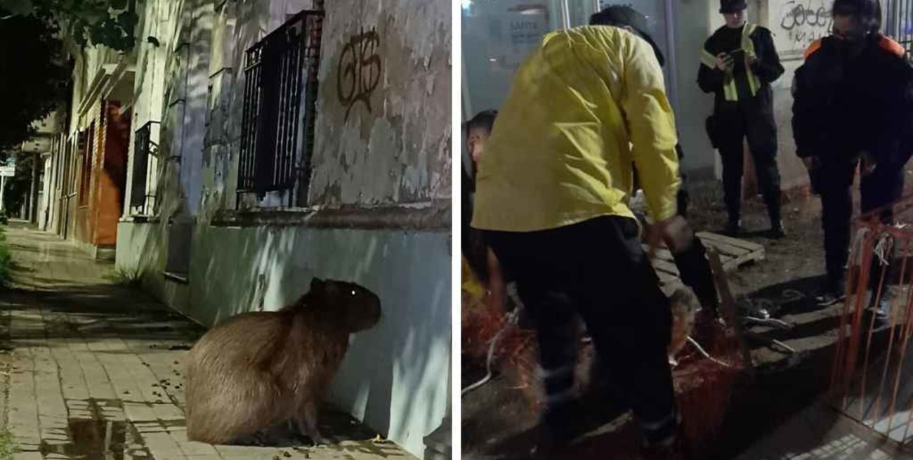 Hallaron a un carpincho en barrio Candioti: será trasladado a la granja La Esmeralda 