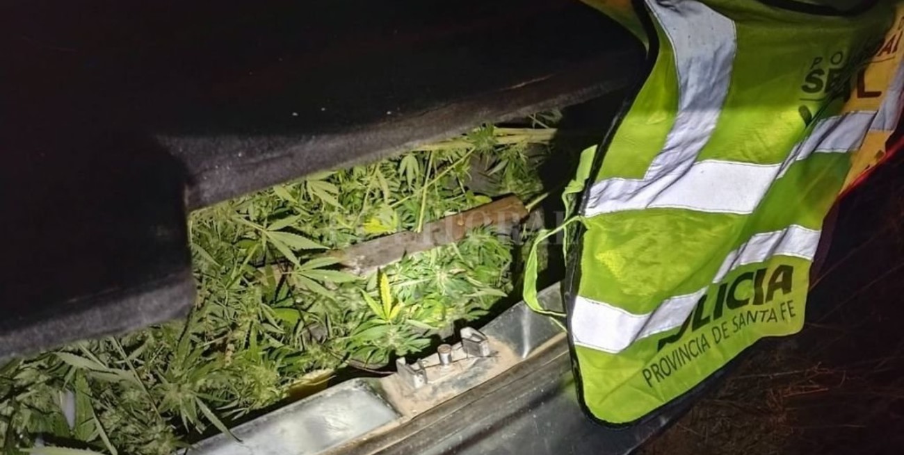 Escaparon de un control, los persiguen y descubren que llevaban plantas de marihuana