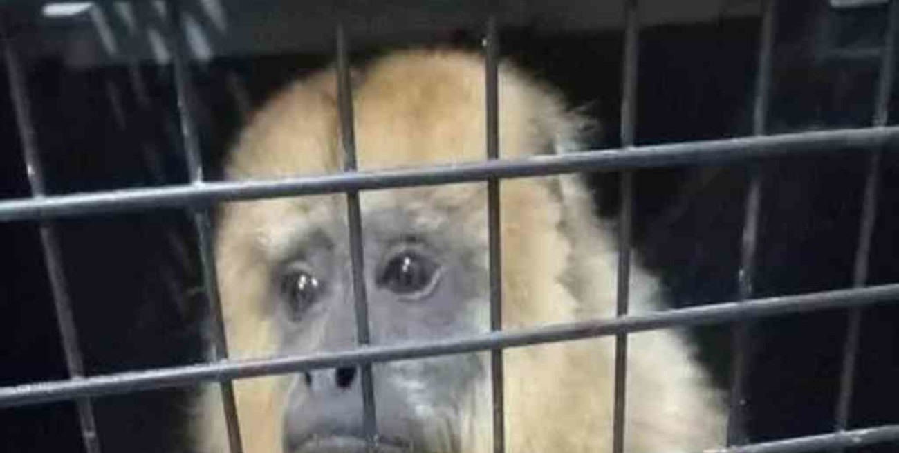 Tucumán: rescataron un mono carayá de una vivienda