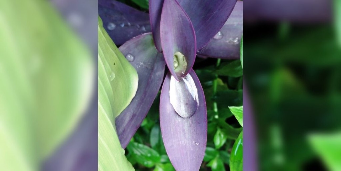 Línea directa: "Servicio Sacerdotal de Urgencia", "No recolectan la basura" y otros mensajes