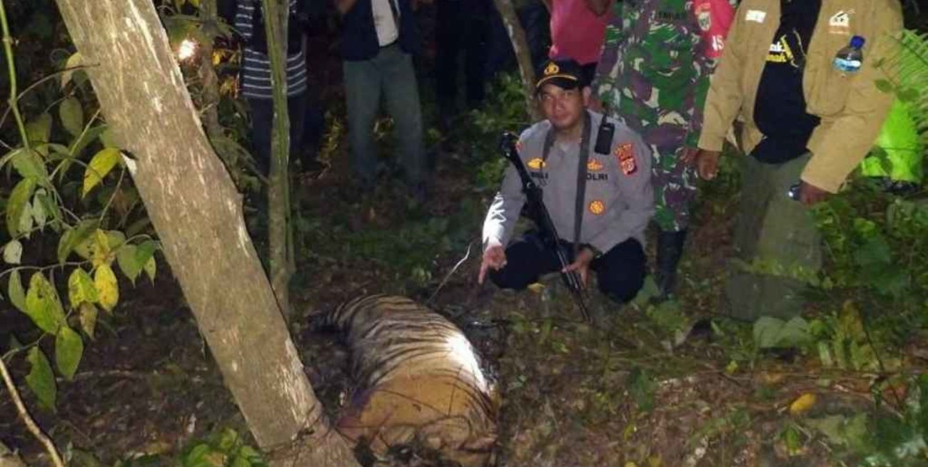 Especie en extinción: tres tigres de Sumatra murieron al caer en trampas