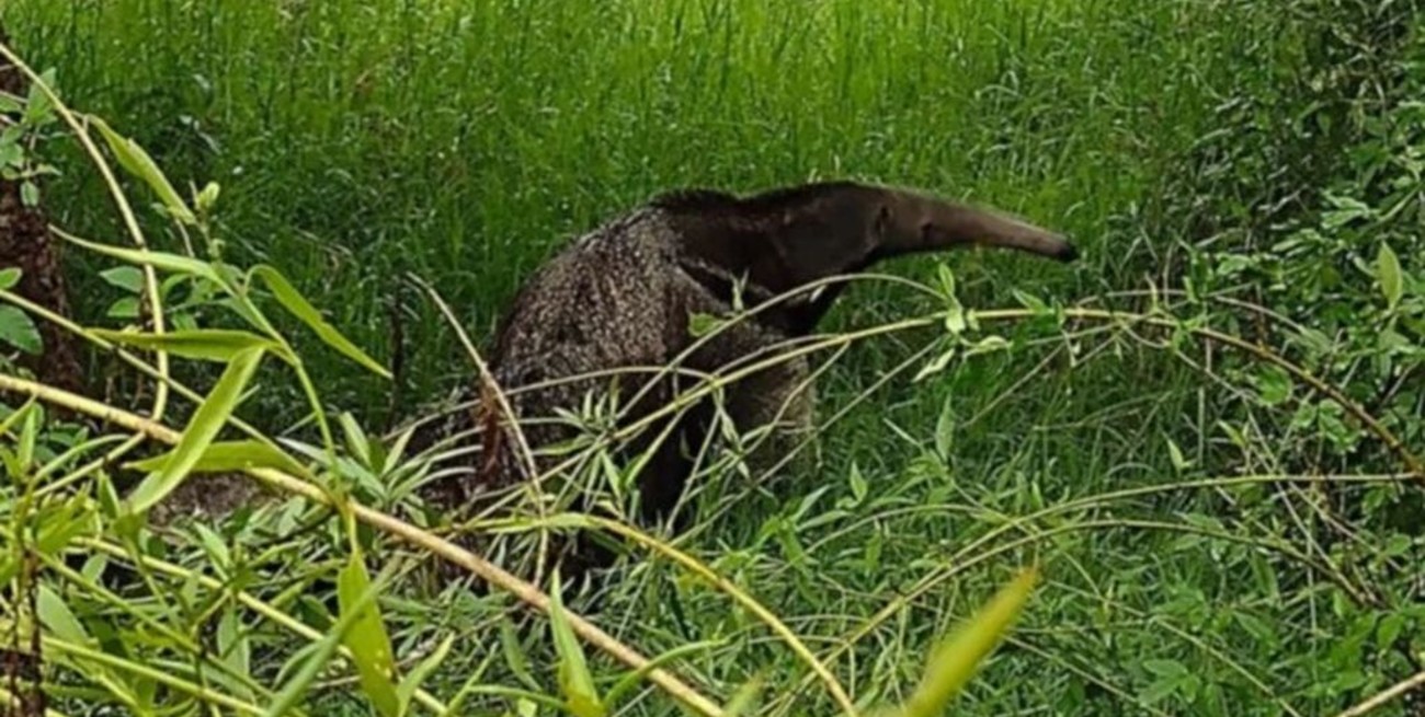 Iberá: murió Angelina, la osa hormiguera rescatada del mascotismo