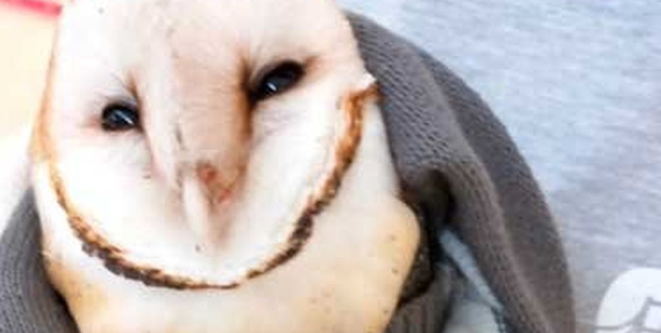 Falleció la lechuza campanario rescatada en el shopping del puerto santafesino