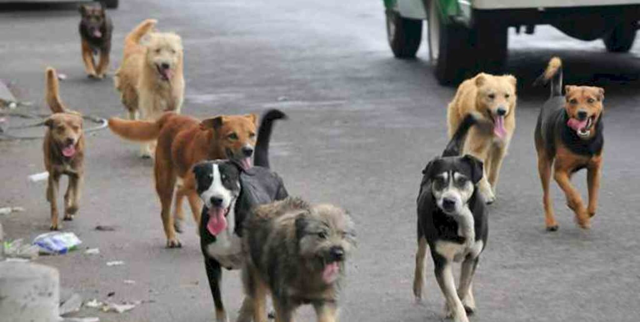  Tras las fuertes críticas, dio marcha atrás el intendente sanjuanino que proponía sacrificar perros callejeros