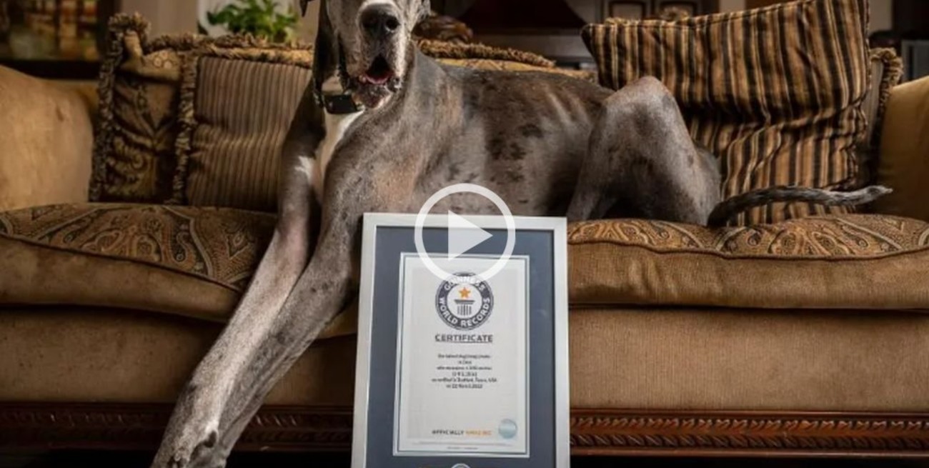 Este es Zeus, "el perro vivo más alto del mundo"