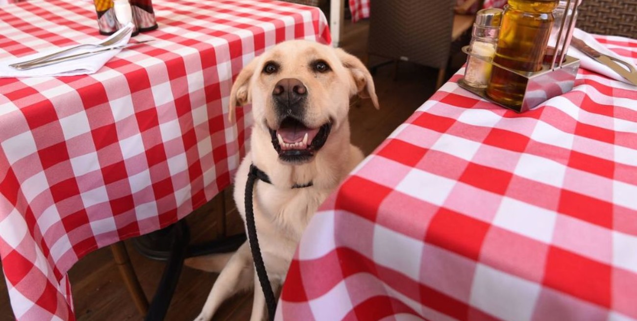 Ciudad de Santa Fe: crean un registro de bares y hoteles "amigables" para llevar las mascotas
