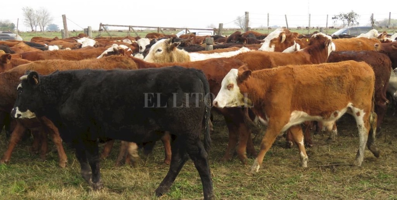 Se robaron ocho novillos de una estancia en el sur de Santa Fe