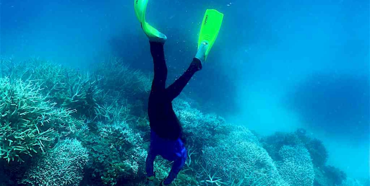 Una ola de calor en Australia blanqueó el 91% de la Gran Barrera de Coral
