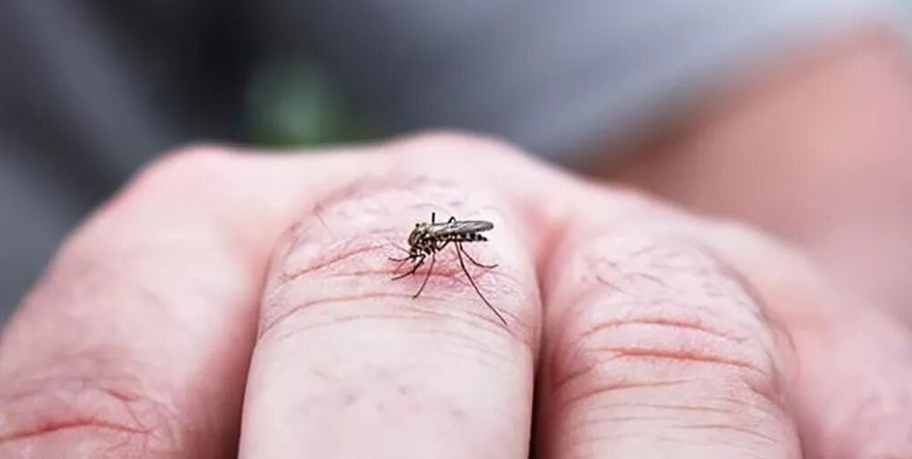 Por qué Santa Fe se encuentra "invadida" de mosquitos en pleno otoño: la explicación