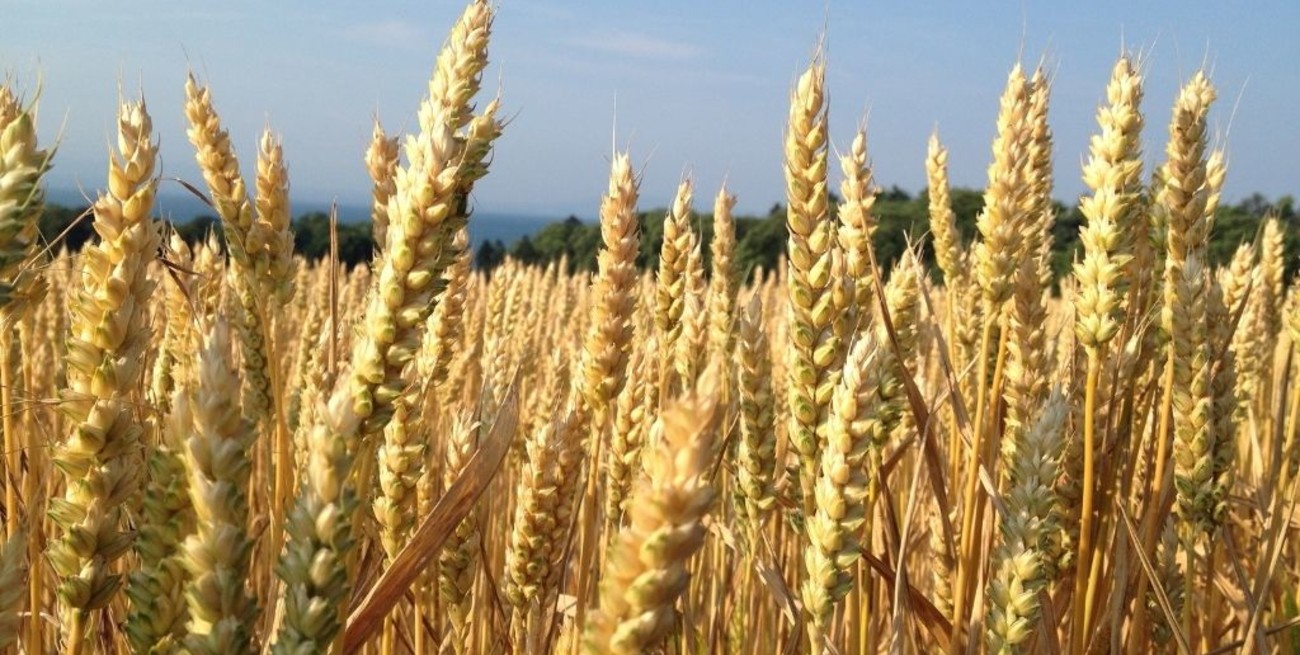 Se liberó la comercialización del trigo resistente a sequía