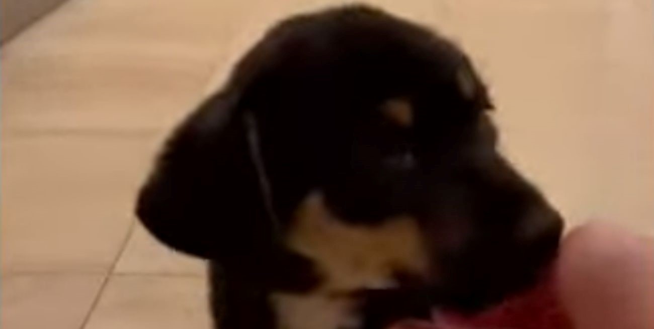 Insólito: le quitó el perro a un indigente, pidió ayuda económica en Twitter y fue escrachada