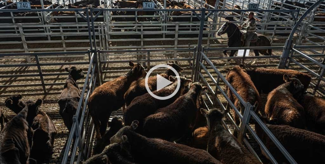 Cerró el histórico Mercado de Hacienda de Liniers: cómo es el nuevo predio para comercializar ganado de Cañuelas