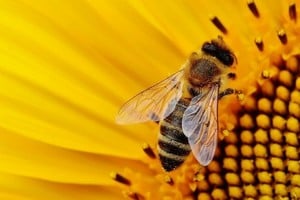 Bajo el lema “Juntos con las abejas, por las personas y el planeta, una asociación que nos sostiene a todos”, la campaña de este año busca visibilizar la estrecha e histórica relación que une a los seres humanos con los polinizadores.