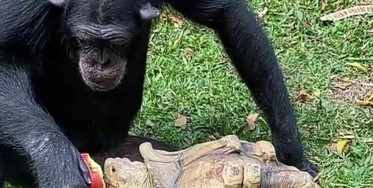 Video enternecedor: el momento en que un mono le convidó una manzana a una tortuga