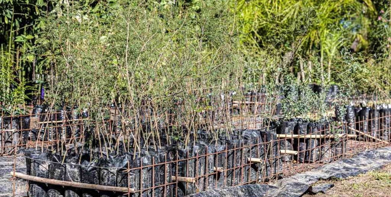 “Un Árbol Más” desembarca en Matilde