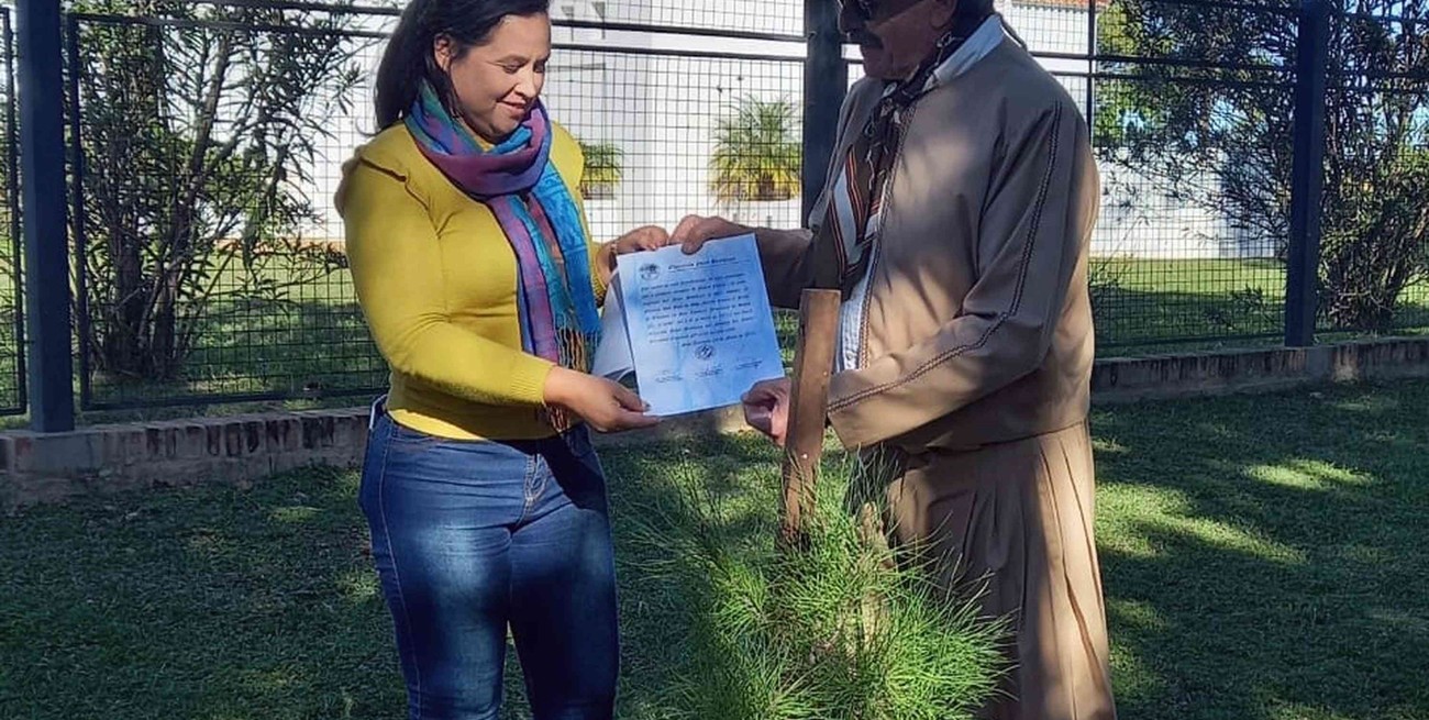 Plantaron en Yapeyú un nieto del Pino Histórico de San Lorenzo