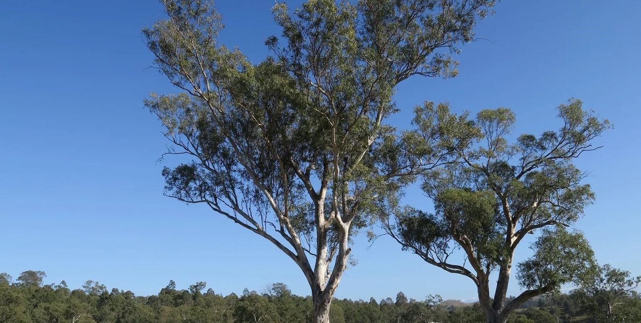Cuidado con los "yuyos": qué remedios caseros pueden resultar tóxicos en niños