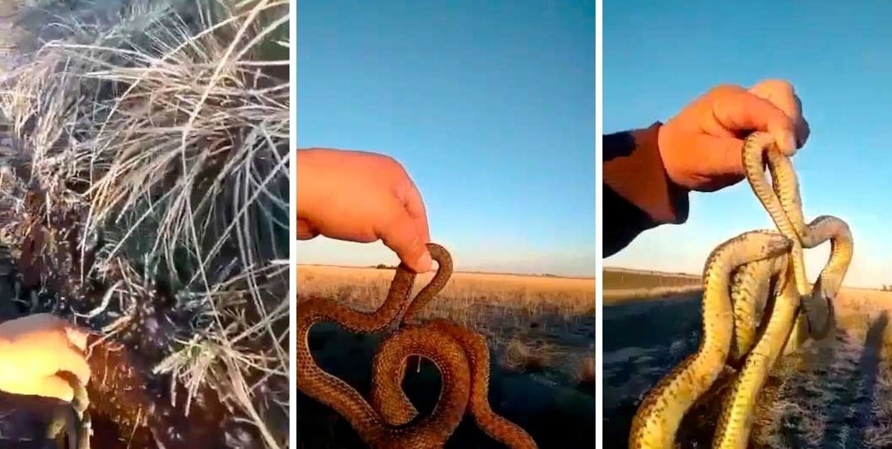 Ola de frío en Argentina: el video viral de una víbora congelada 