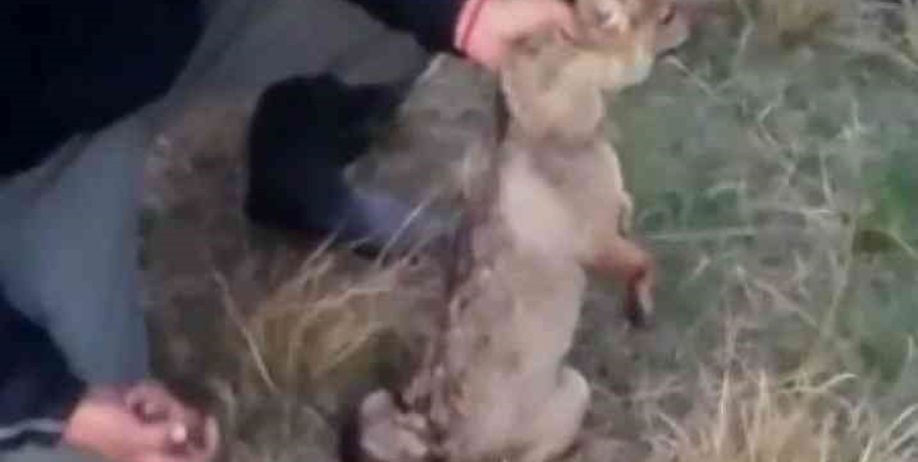 Crueldad animal en Corrientes: lo detuvieron por prenderle fuego a un zorro
