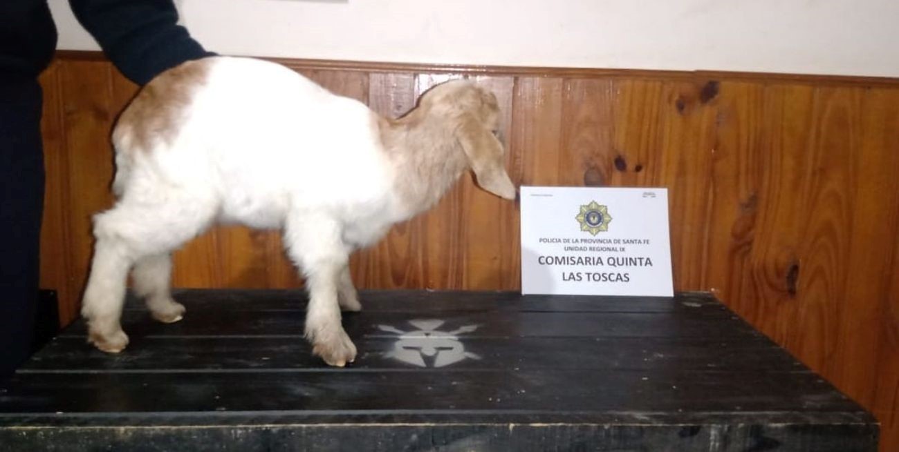 Atraparon en Las Toscas al ladrón de chivos bebés