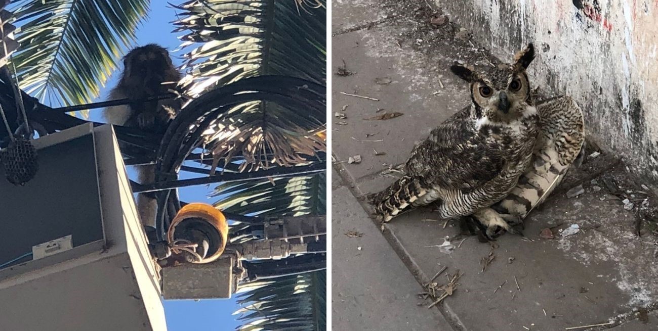 La Municipalidad de Santa Fe rescató a un búho cornudo y a un mono carayá
