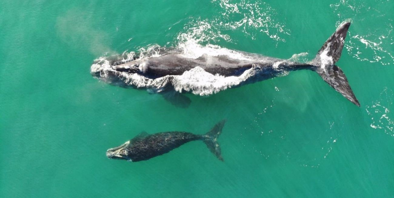 Se registró por primera vez el recorrido migratorio completo de una ballena franca con cría