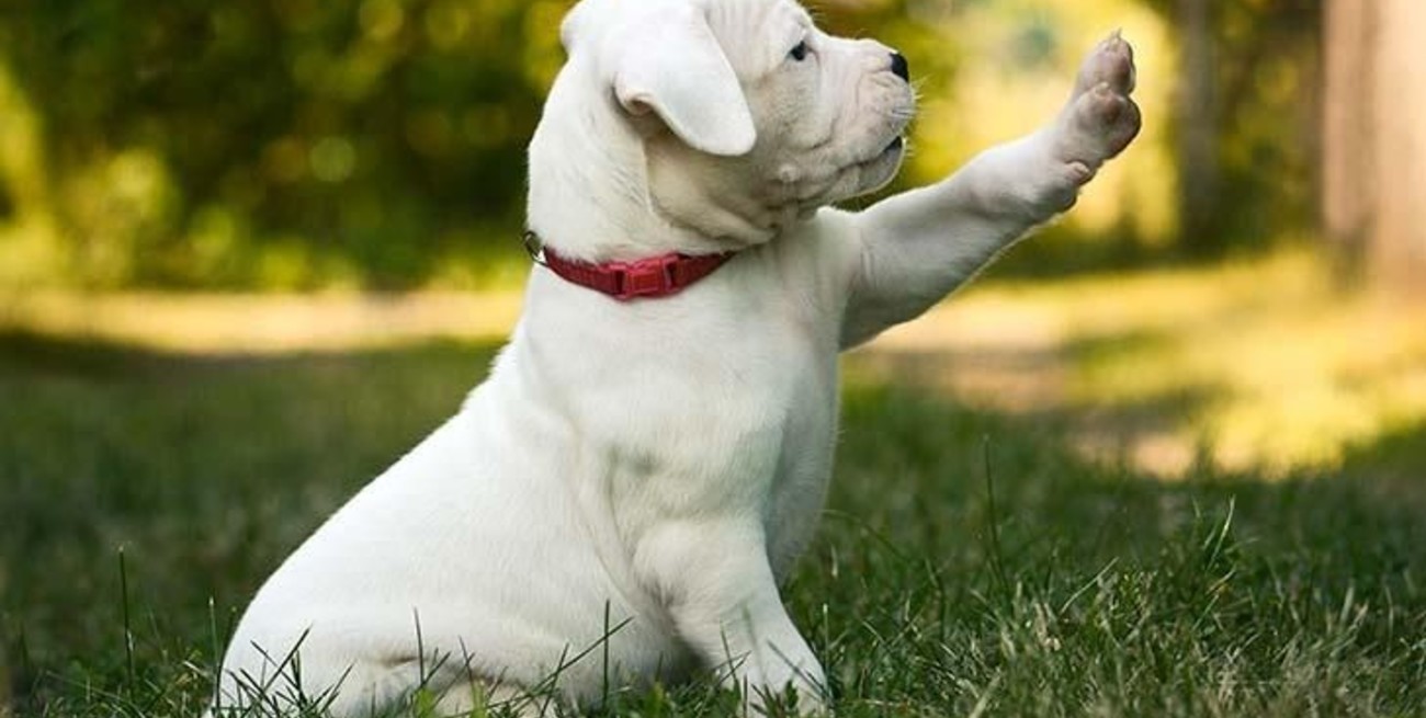 Desde Córdoba: llevaban 19 ejemplares de dogo argentino de contrabando a Perú