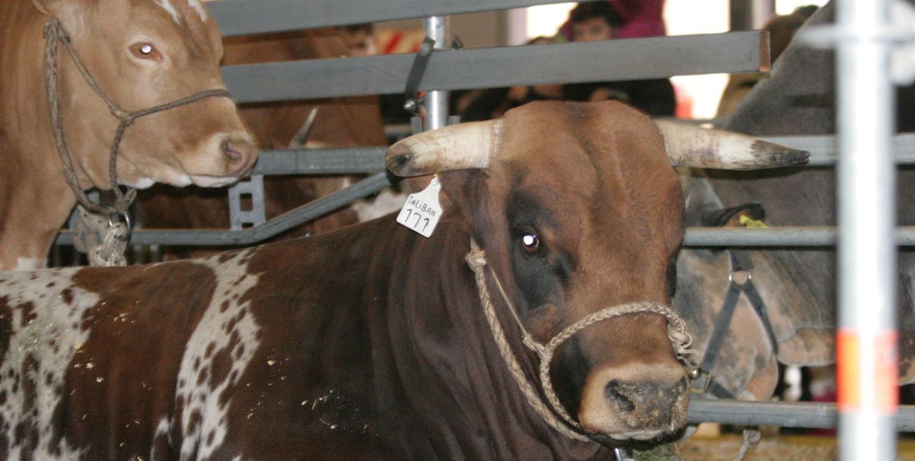 Ganado bovino criollo: la camiseta es lo de menos 