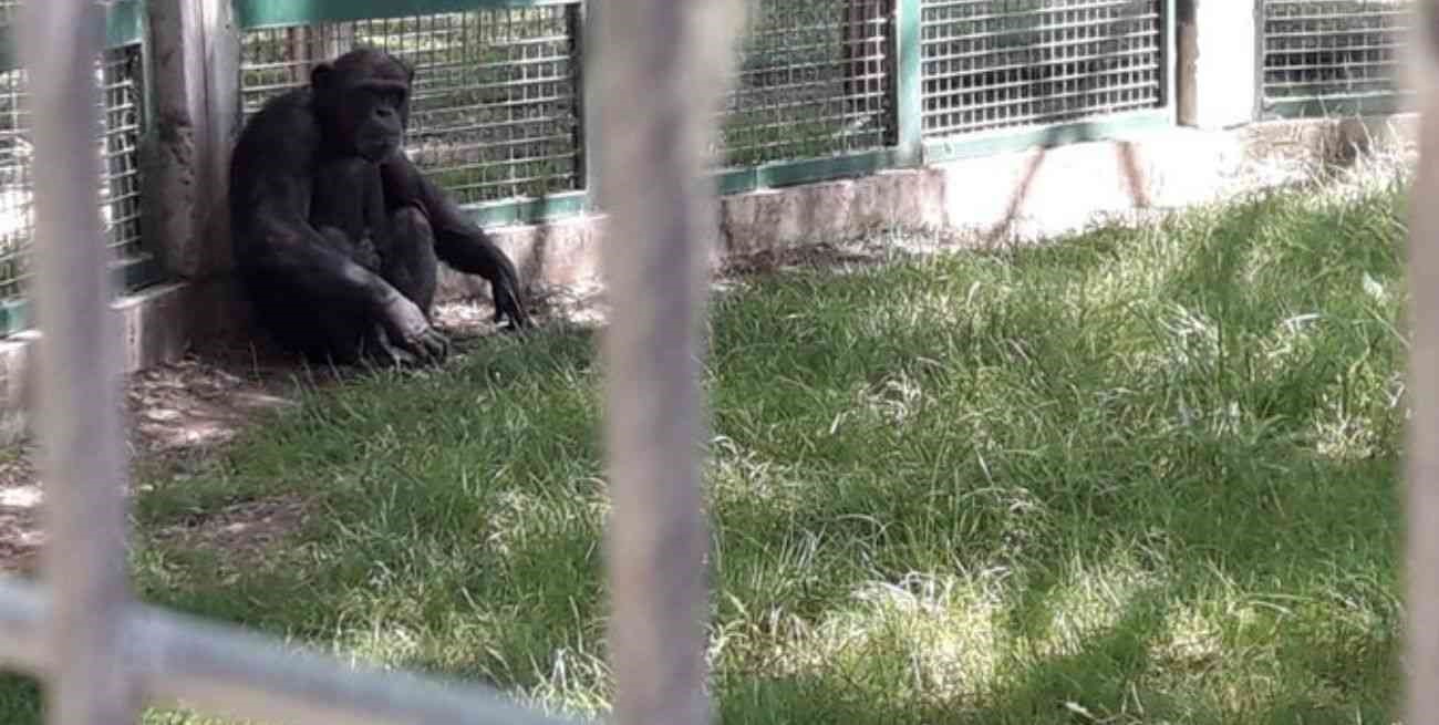 Una campaña busca que un chimpancé de 32 años sea liberado en un santuario de Brasil