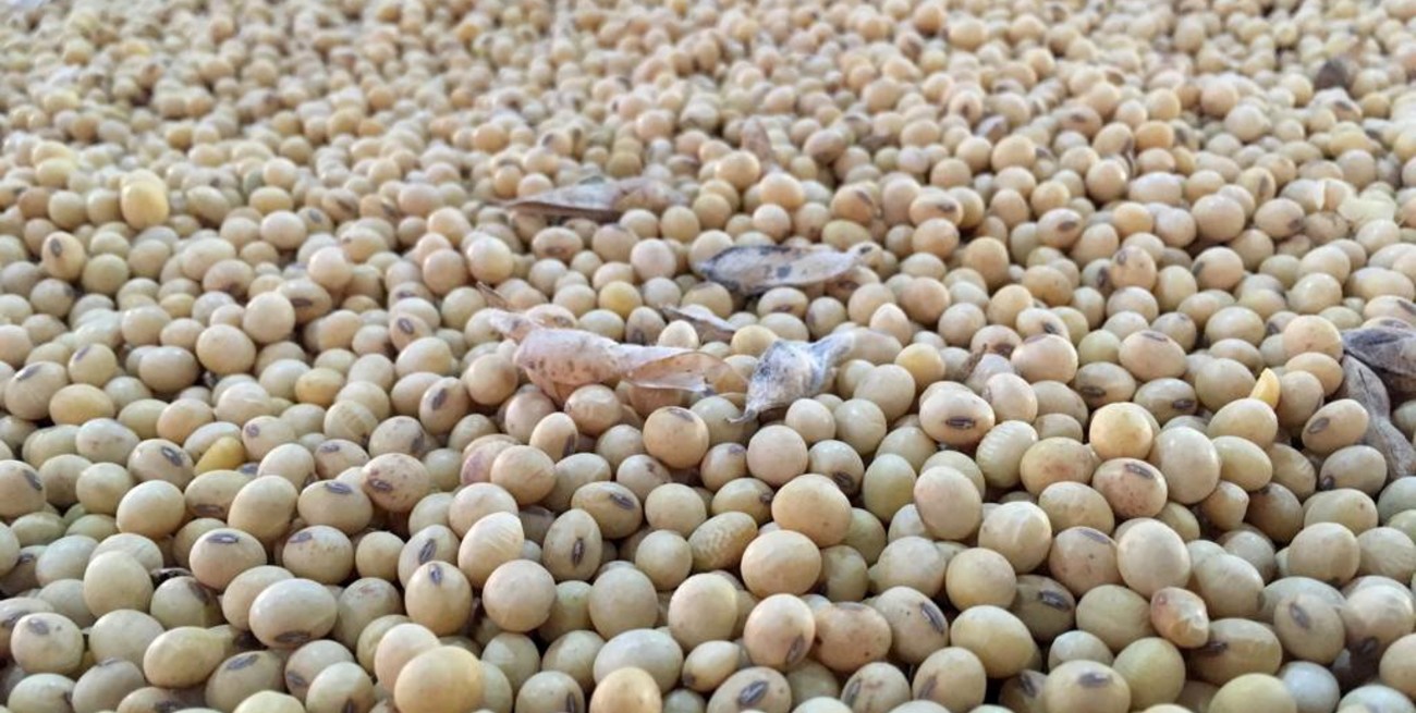 El precio internacional de la soja llegó a su mayor valor en una década