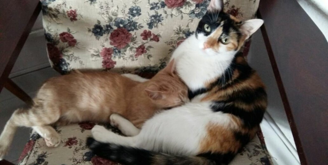 Línea directa: "Menos ceros más dificultades", "Botellas de vidrio en las calles" y otros mensajes