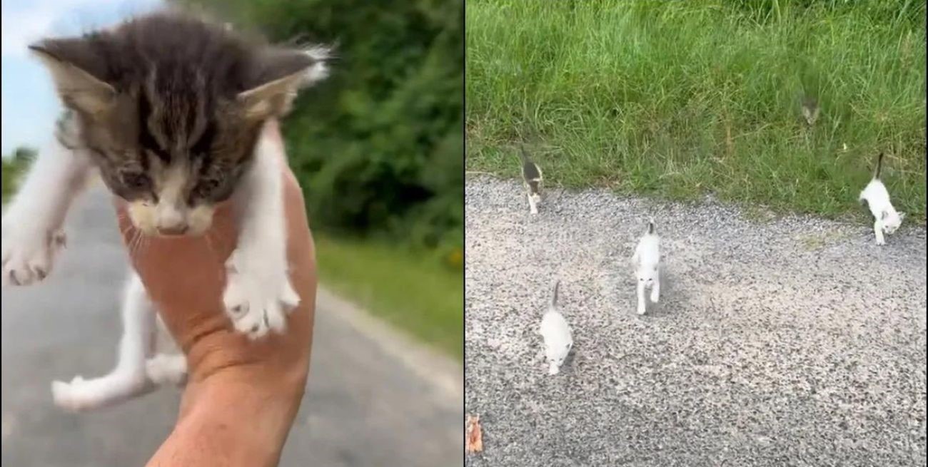 Video: intentó rescatar a un felino y lo increpó “la mafia de los gatos”