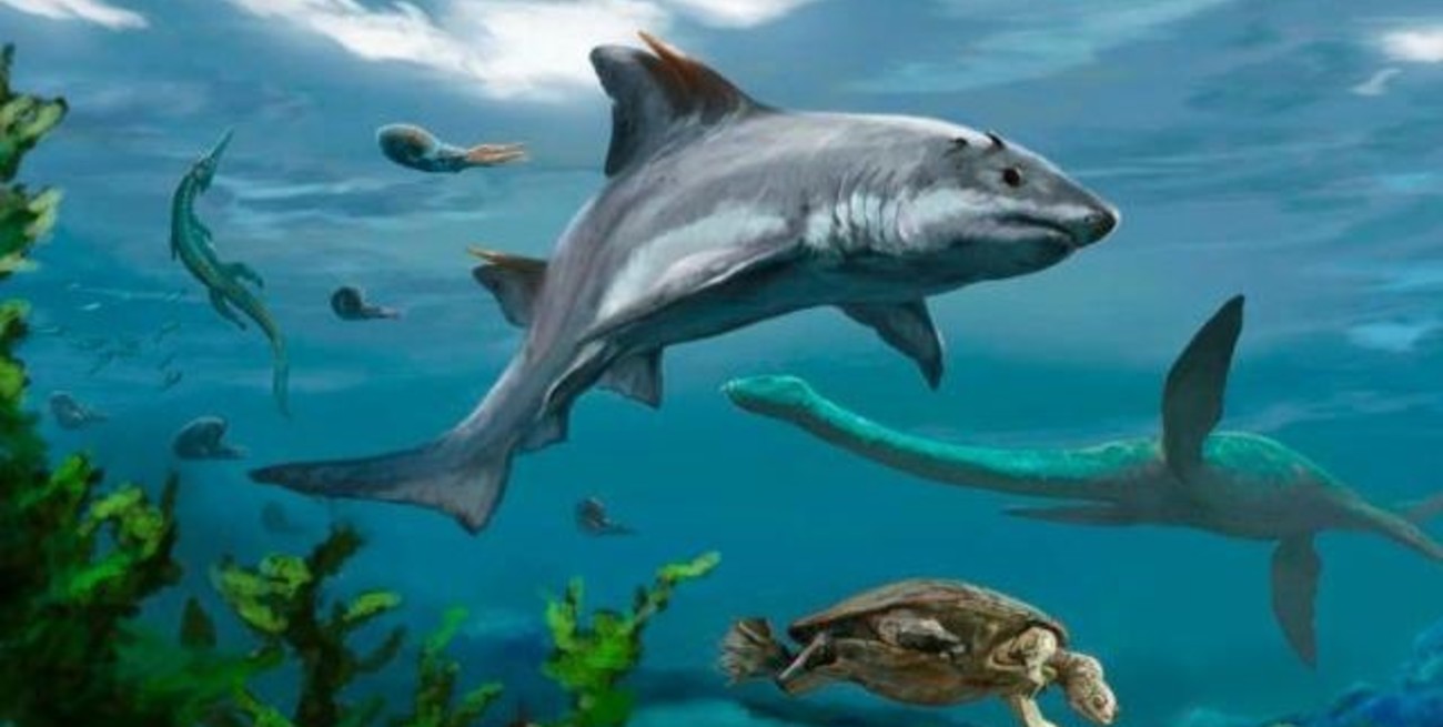 Descubren en Colombia una desconocida especie de tiburón extinto