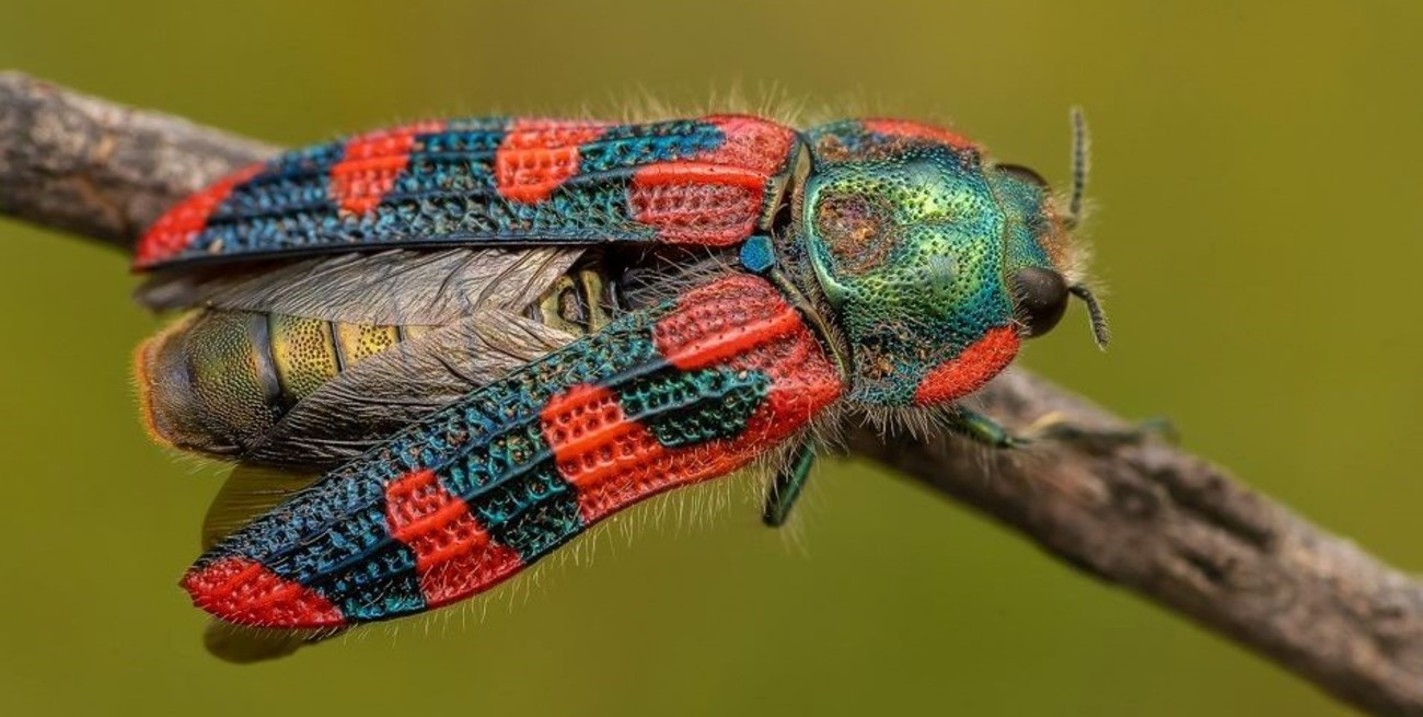 Qué es el lasionota zapalaensis, el nuevo insecto descubierto por un entrerriano