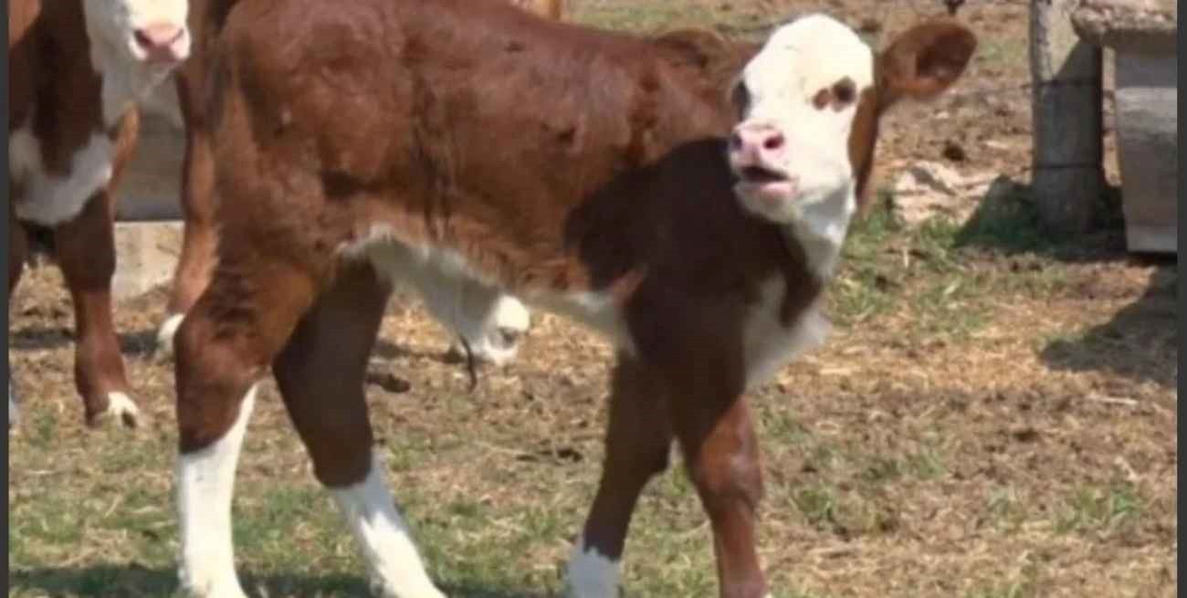 Misiones: una comuna pidió no comer carne de “procedencia desconocida” tras el robo de un ternero con rabia