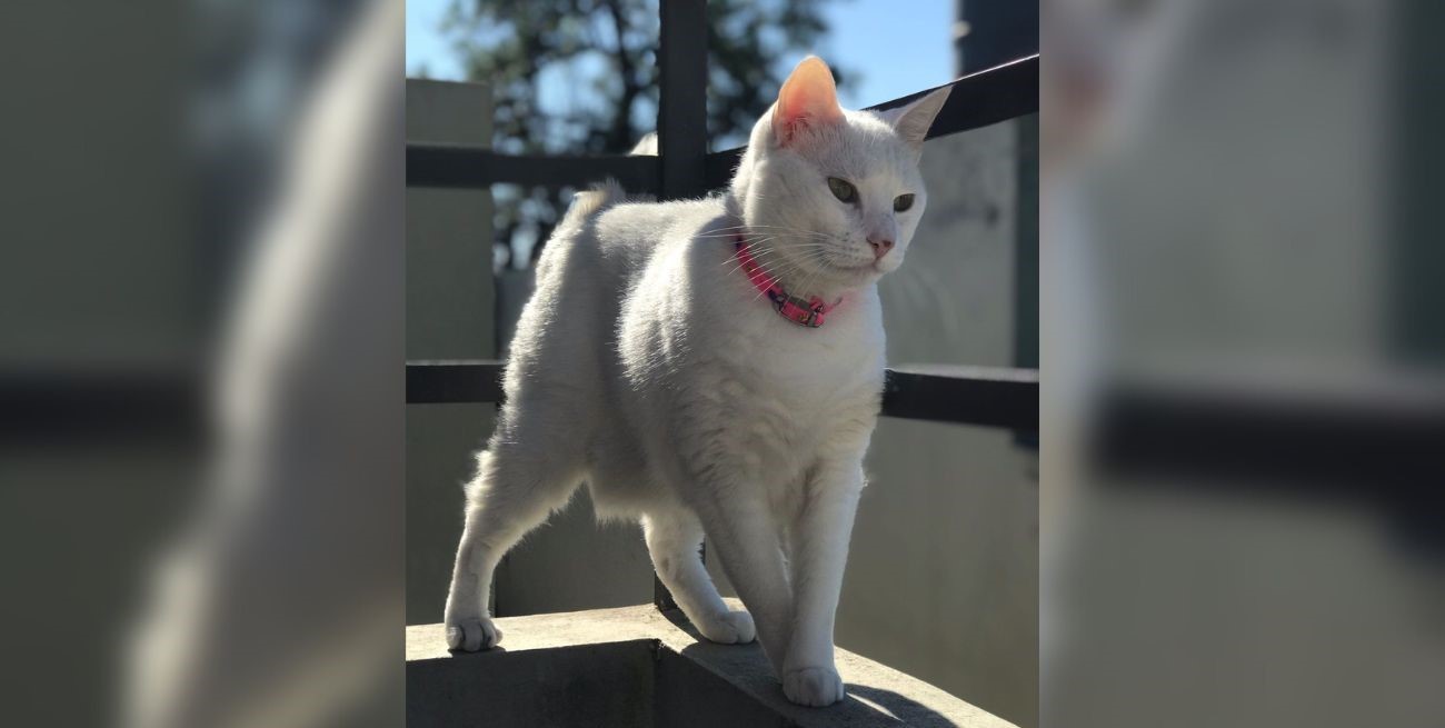 Línea directa: "Los actuales billetes", "Reclamos a la Municipalidad" y otros mensajes