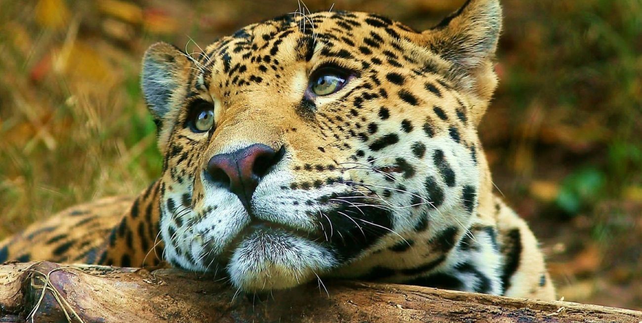 Greenpeace alerta sobre la posible extinción del yaguareté en el Gran Chaco