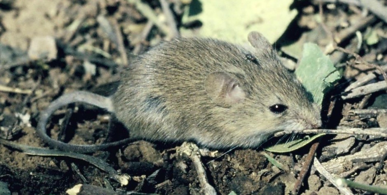 Alerta por el aumento de casos de Fiebre Hemorrágica Argentina