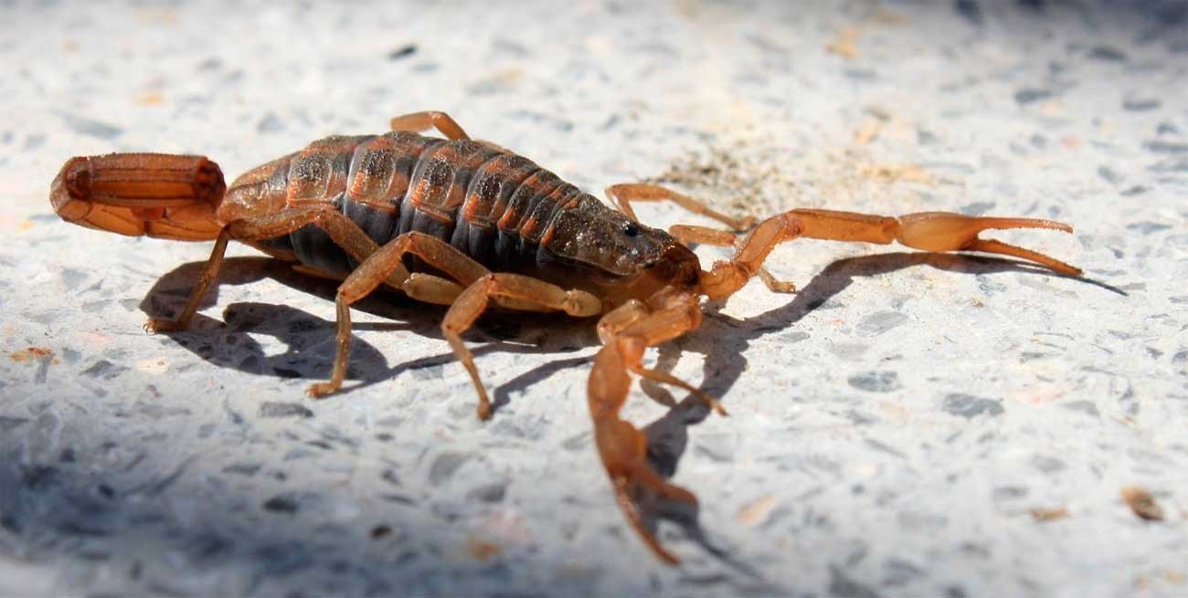 Alacranes: recomendaciones clave para prevenir accidentes