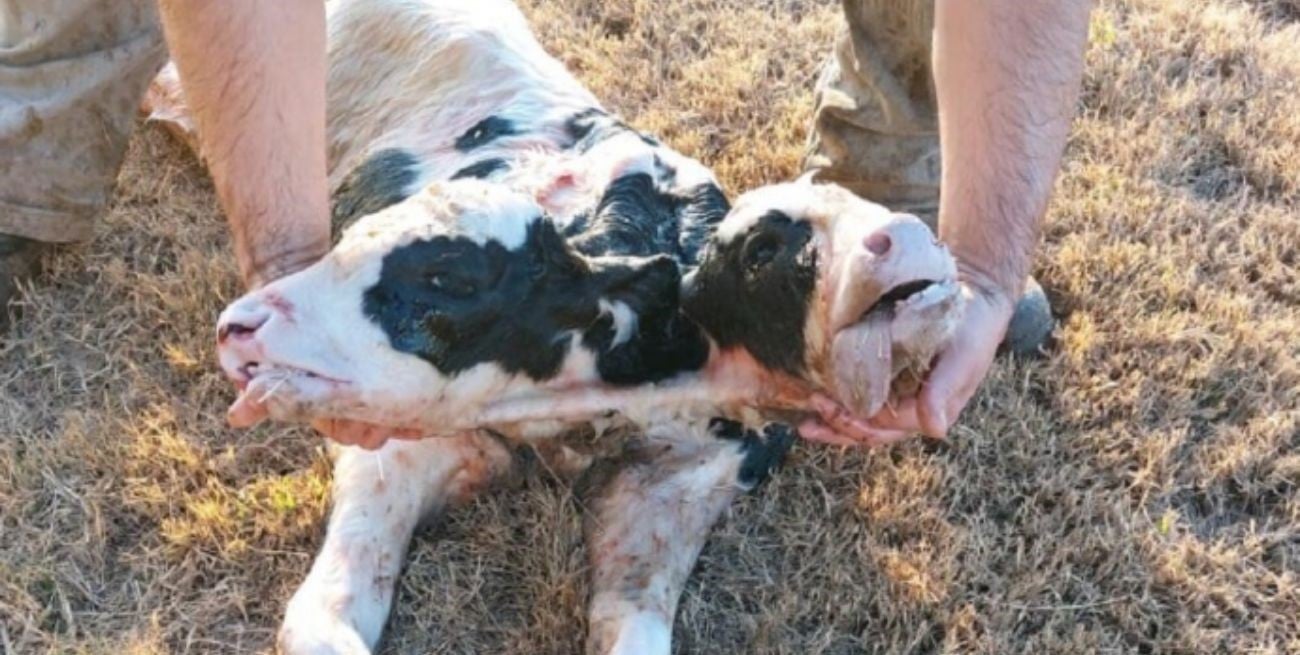 Insólito: nació un ternero de dos cabezas en Córdoba y estos son los motivos