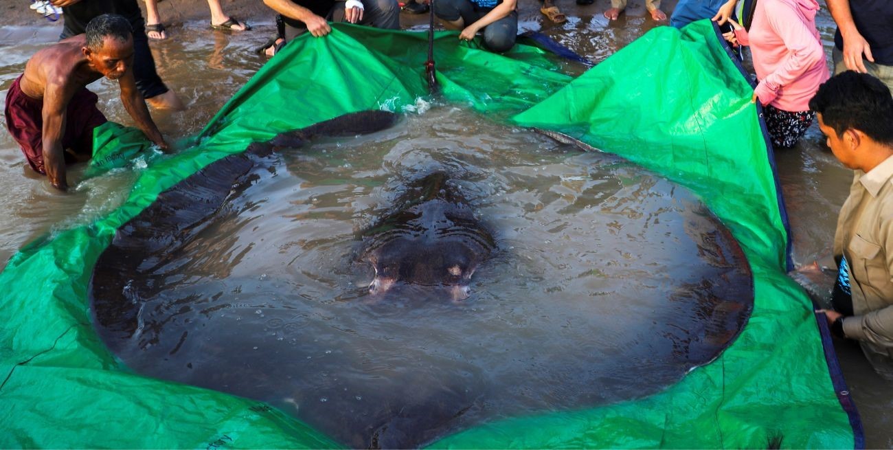 Capturaron el pez de agua dulce más grande de la historia: ¡300 kilos!