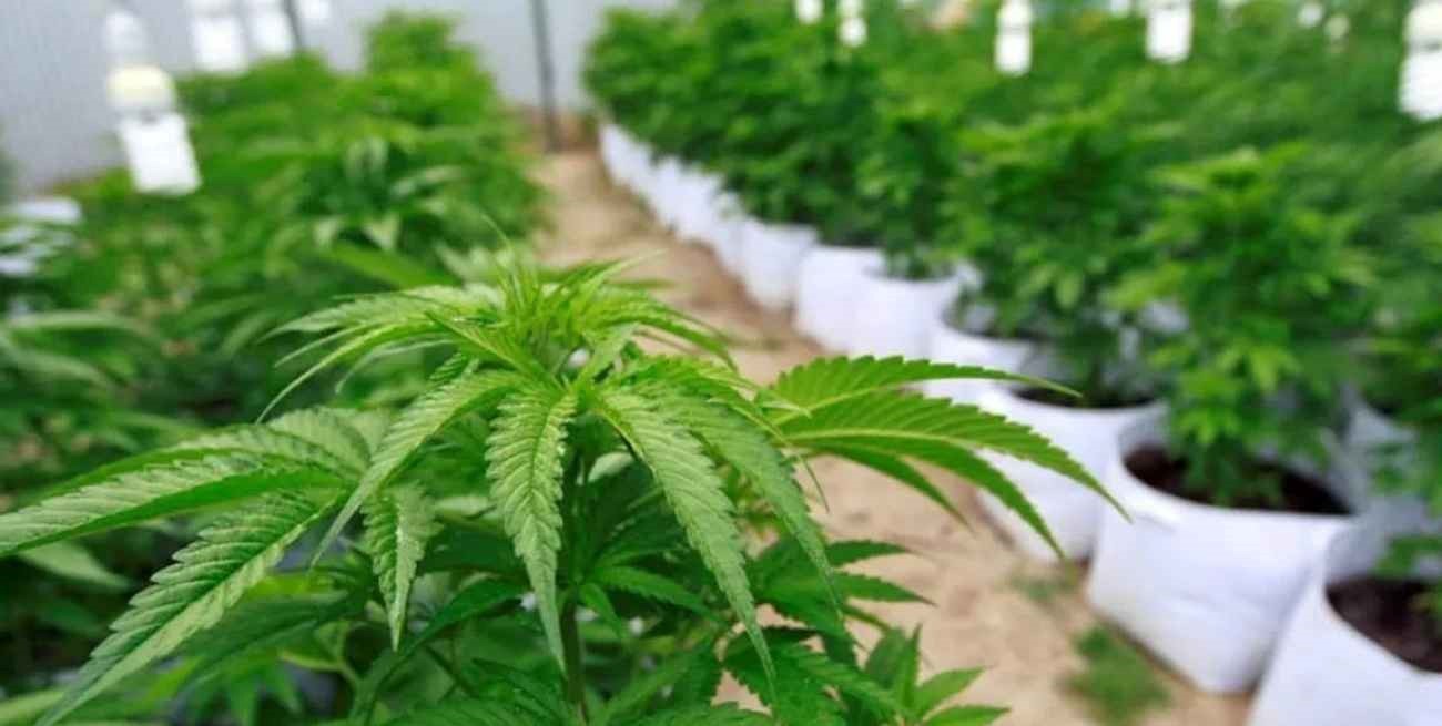 Estados Unidos: advierten sobre trastornos psiquiátricos relacionados al consumo excesivo de marihuana