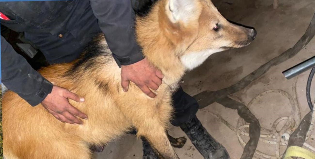 Detienen a cazadores furtivos y rescatan un Aguará Guazú