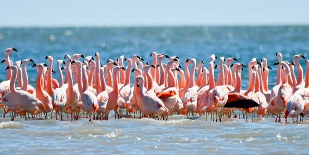 Ansenuza ya es parque nacional