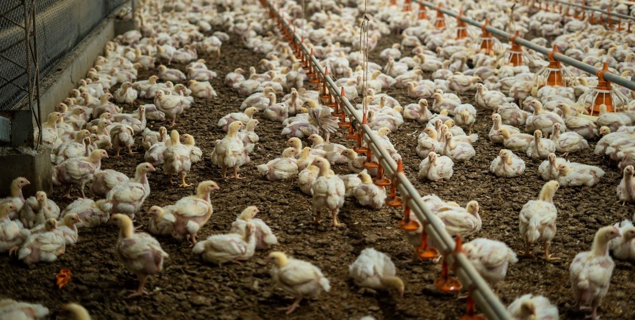 2 de julio, Día Nacional de la Avicultura: cómo se gesta la actividad del futuro