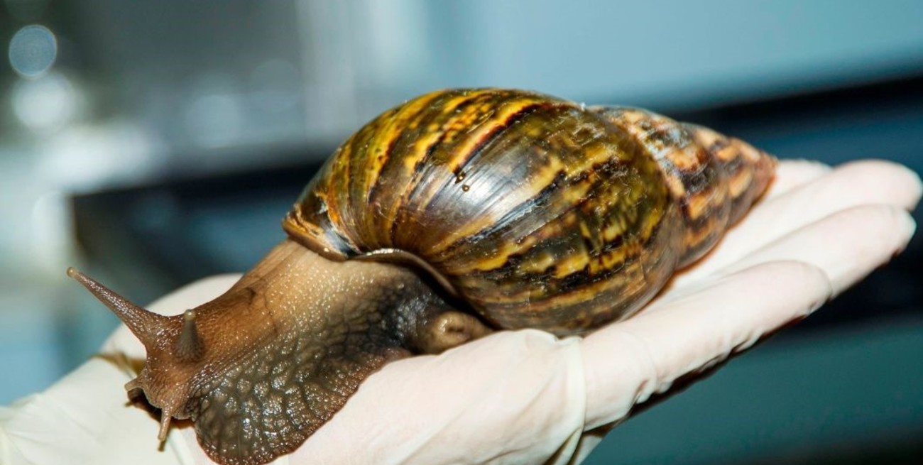 Estados Unidos pone un condado en cuarentena por presencia de caracoles gigantes africanos