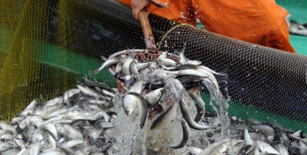 Prohibieron por tres meses la pesca de merluza en área del Océano Atlántico